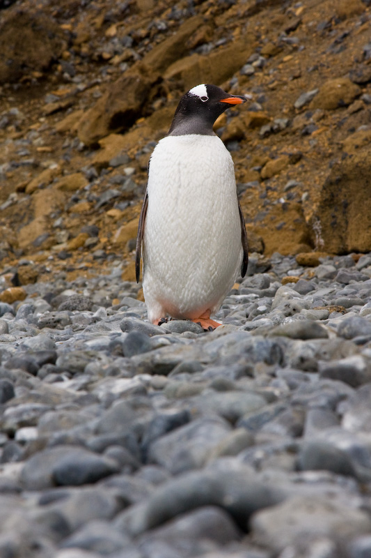 Gentoo Penguin On Beach